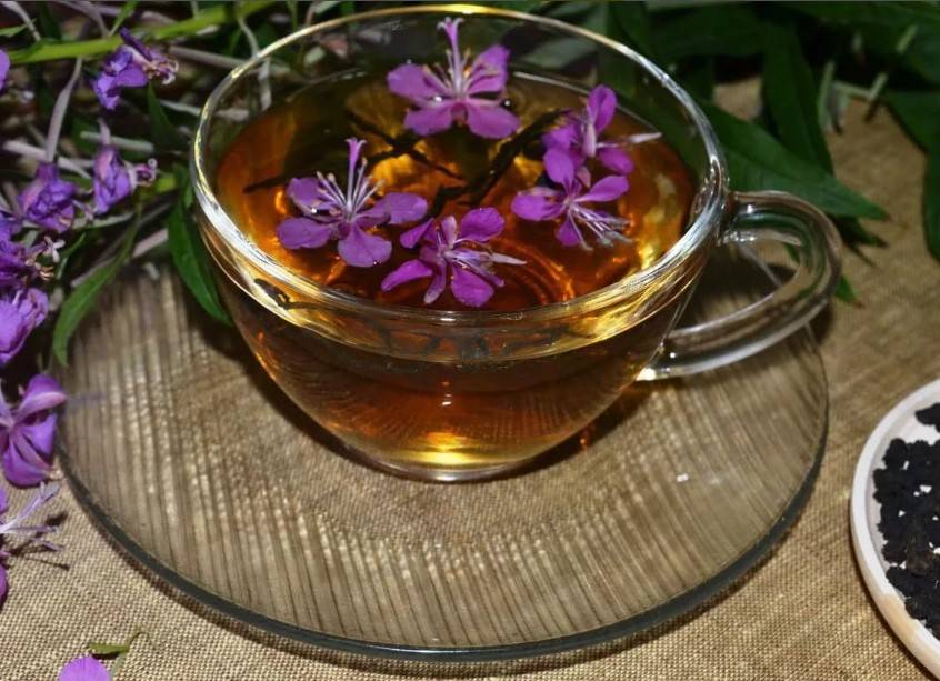 Иван-чай (кипрей): полезные свойства и противопоказания для мужчин и женщин