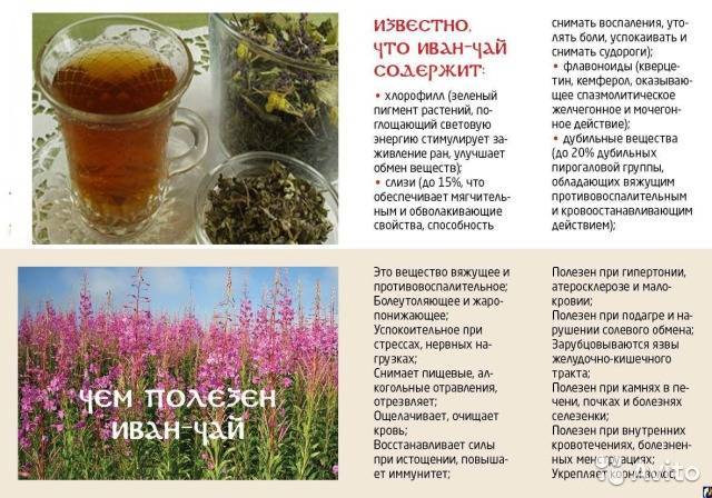 Кипрейный чай: польза и вред чайного напитка из кипрея