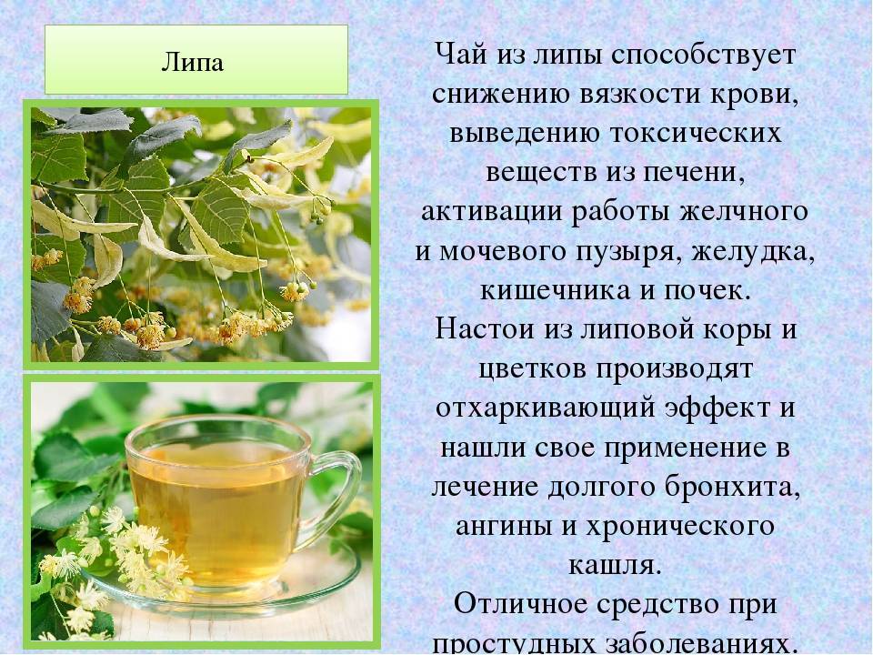 Алтей: лечебные свойства и способы заварки чая