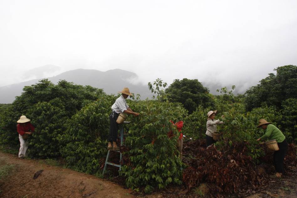 Как растет кофе, где его выращивают в мире, родина кофе