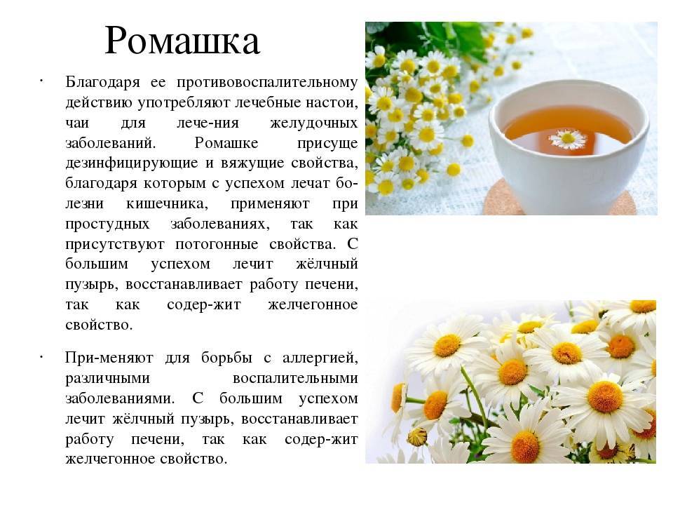 Ромашковый чай - польза и вред для женщины