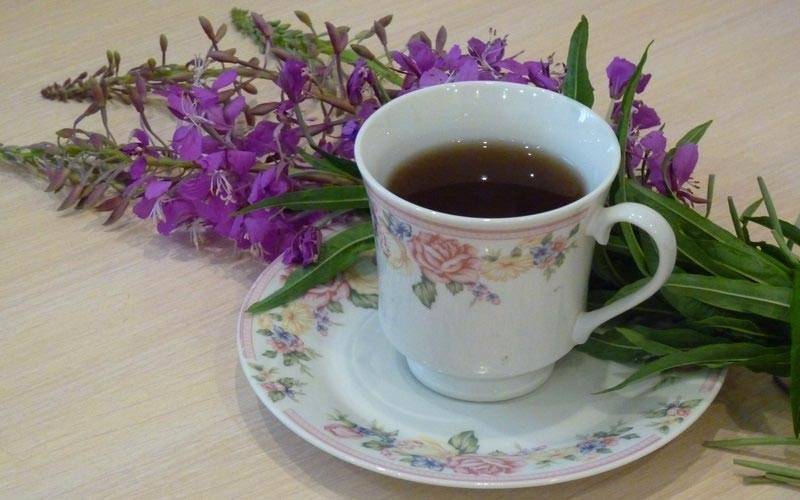 Иван-чай: чем полезен красивый цветок, и что из него приготовить?