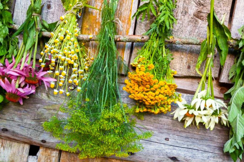 Фиточай - собираем травы для чая - лекарственные растения - смолдача - портал дачников, садоводов и любителей загородной жизни