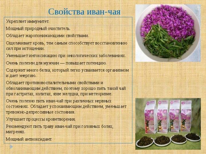 Иван-чай при беременности: можно ли пить в 1-м, 2-м и 3-м триместрах, польза и противопоказания
