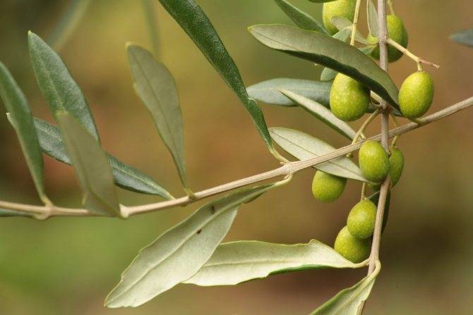 Знакомство с необыкновенным оливковым чаем
