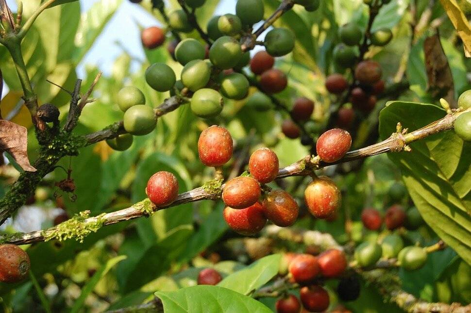 Кофе либерика: вкусоароматические характеристики, распространение