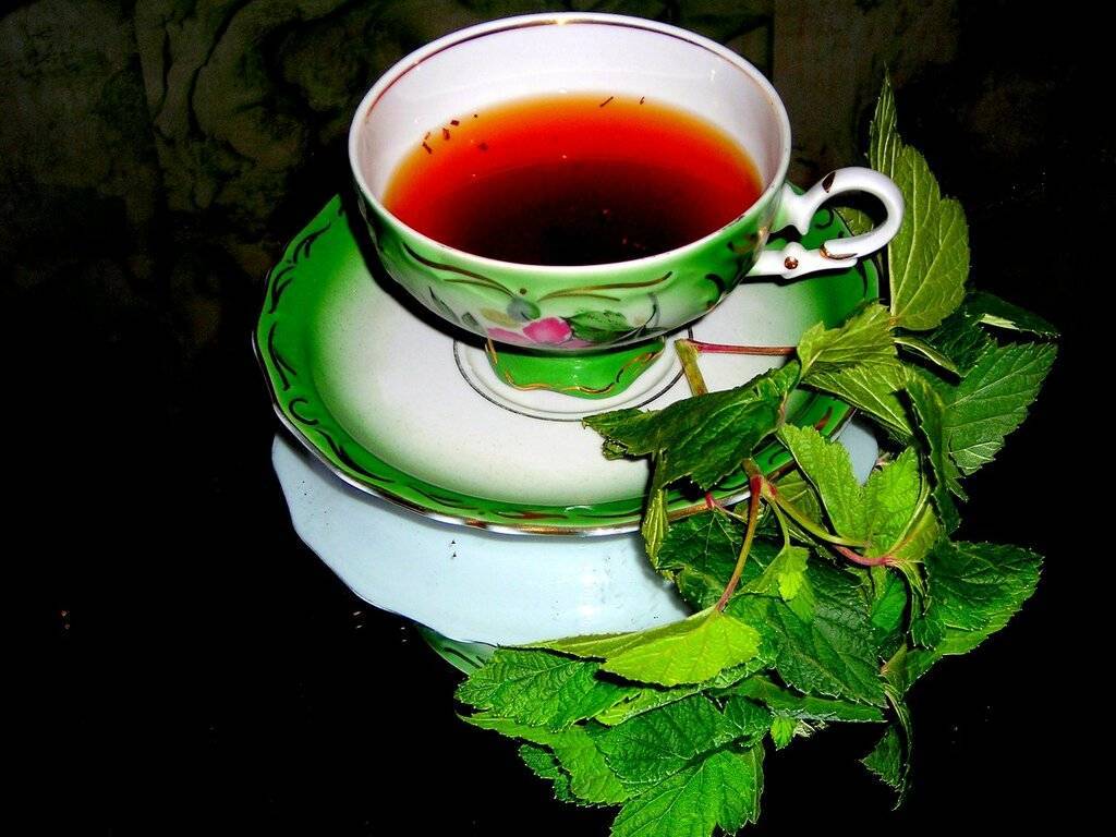 Чай из листьев смородины - польза и вред напитка