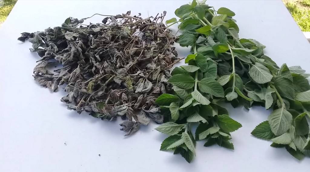 Мята и мелисса к чаю: полезные советы хозяйкам о том, как провести заготовку растений на зиму