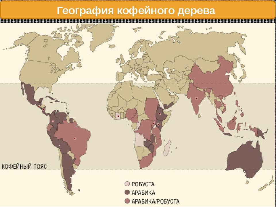 Как и где растет кофе: страны и условия произрастания