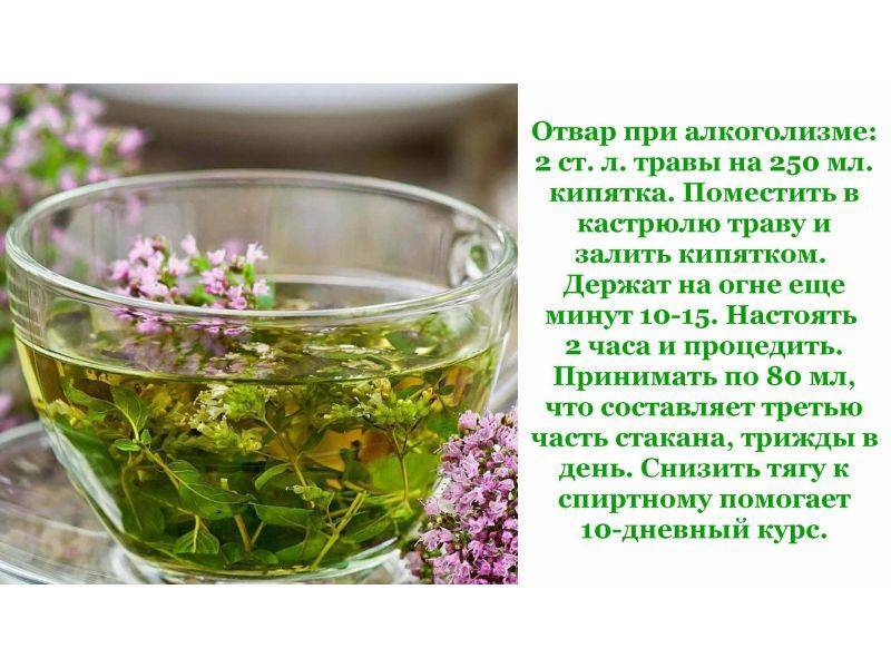 Чай из семян фенхеля: полезные свойства