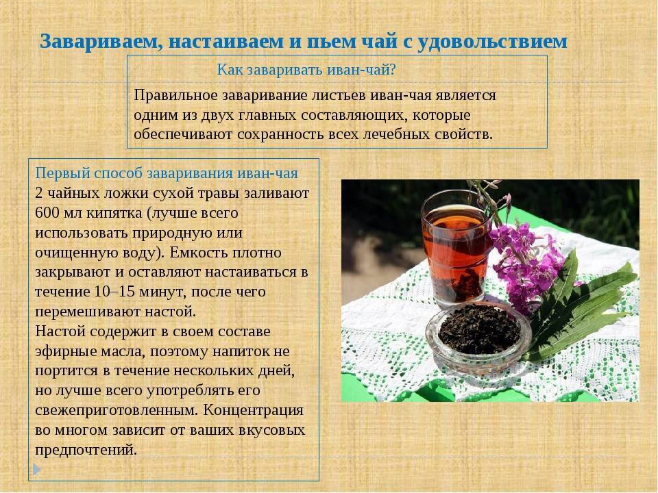 Иван-чай или кипрей: как заваривать и пить