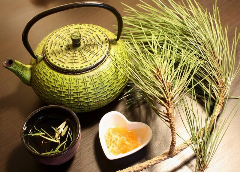 Сосновый чай — правила приготовления и польза