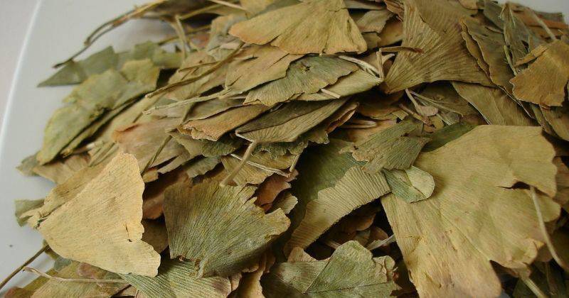 Листья гинкго билоба – свойства и применение