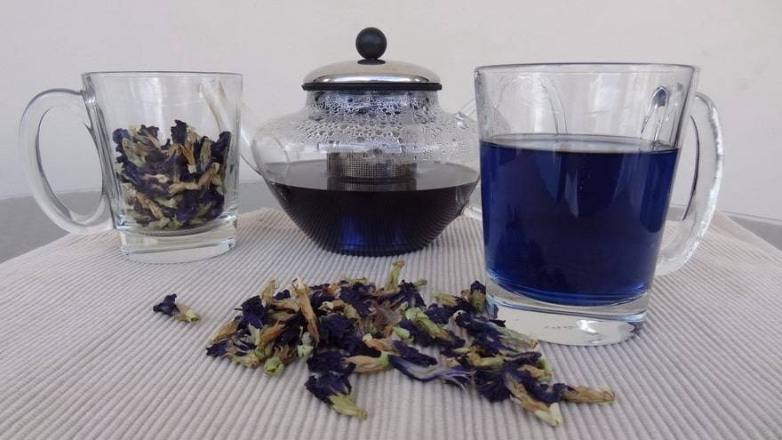 Синий чай анчан из тайланда: что это такое, полезные свойства, рецепты