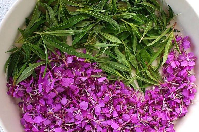 Иван-чай: полезные свойства и состав травы | food and health