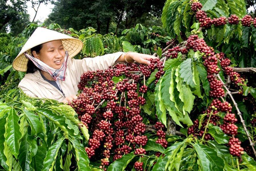 Какое кофе во вьетнаме? сорта и местные рецепты