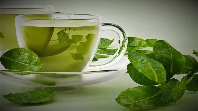Чай с мелиссой – польза и вред
