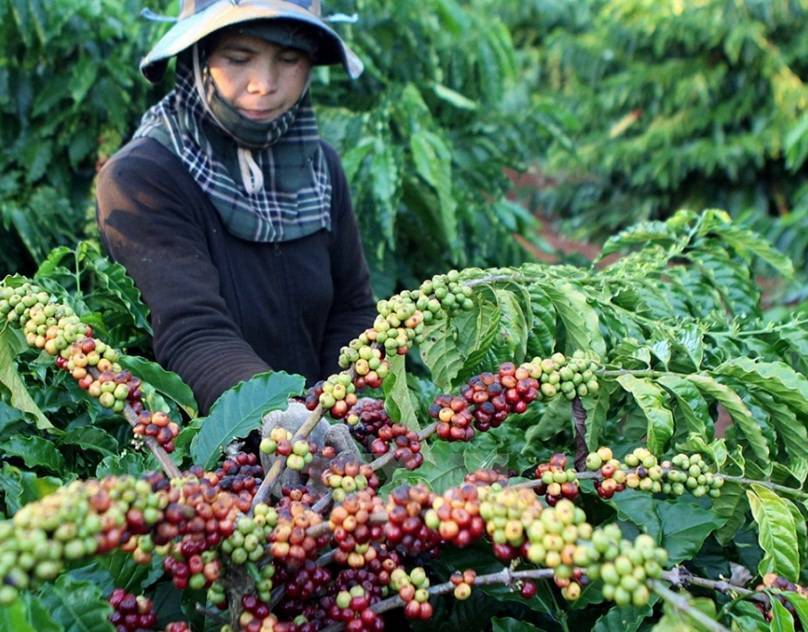 Вьетнамский кофе - способы и секреты вкусного приготовления