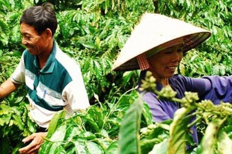 Вьетнамский кофе: история, плантации и роль в экономике