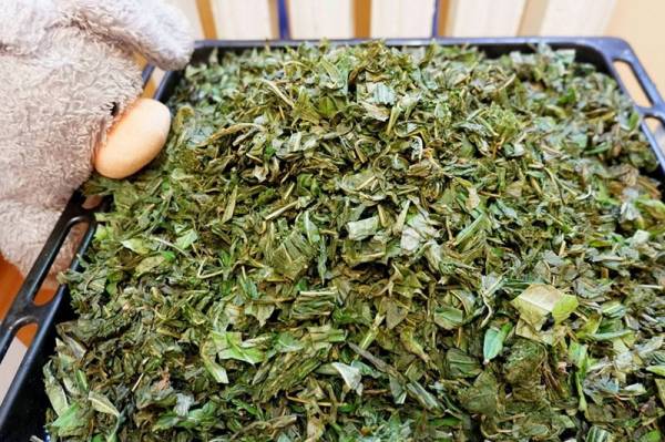 Домашняя ферментация листьев вишни для полезного чая