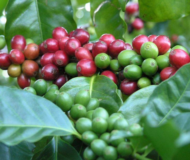 Как вырастить кофе. 9 важных моментов selo.guru — интернет портал о сельском хозяйстве