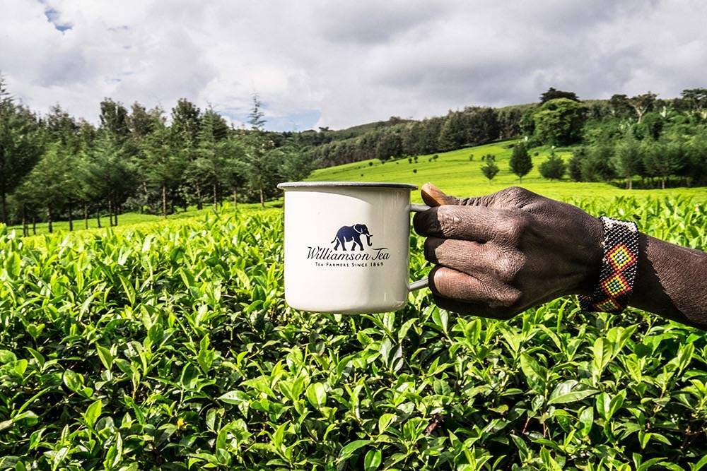 Рейтинг марок чая: 15 самых знаменитых брендов в мире