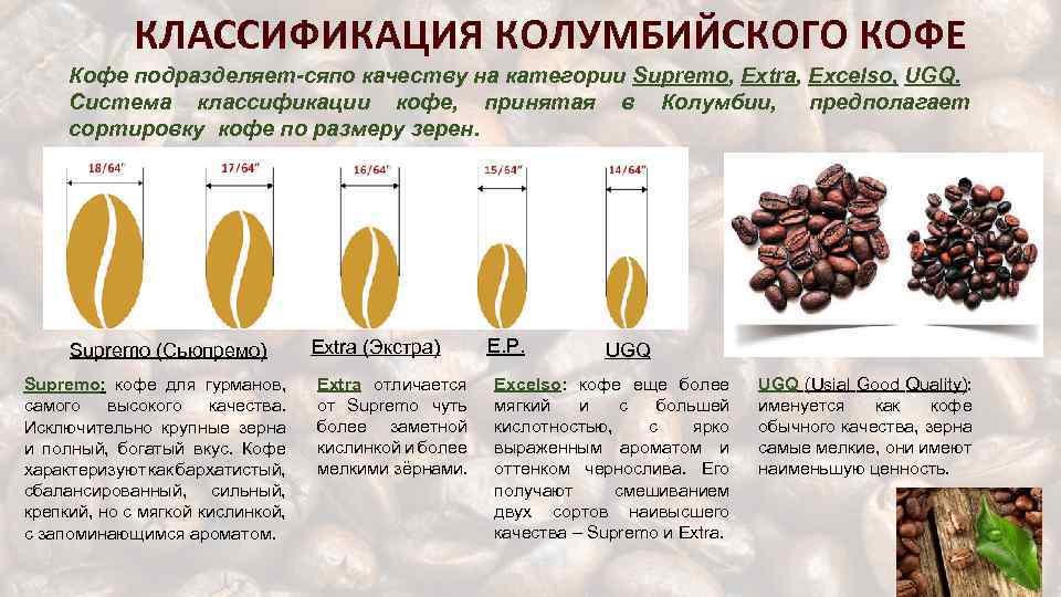 Робуста (robusta или coffea canephora)