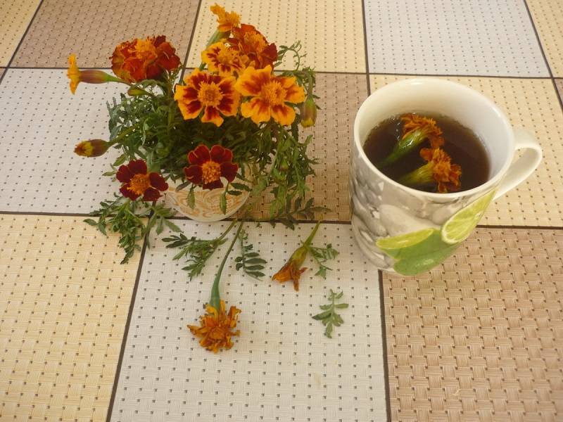 Цветы бархатцев – лечебные свойства, от чего помогают бархатцы