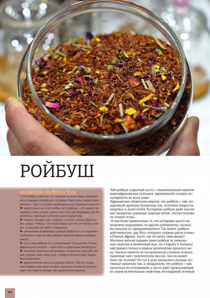 Чай ройбос: польза и вред