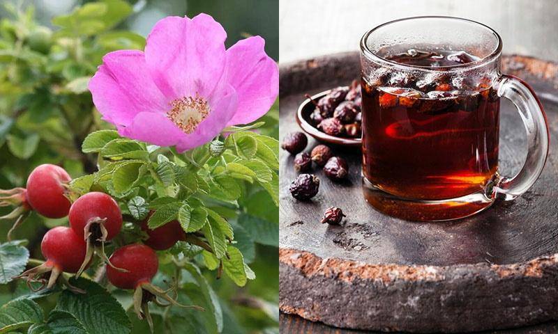 Чай из шиповника: старинное средство от ста болезней. что известно науке о вреде чая из шиповника