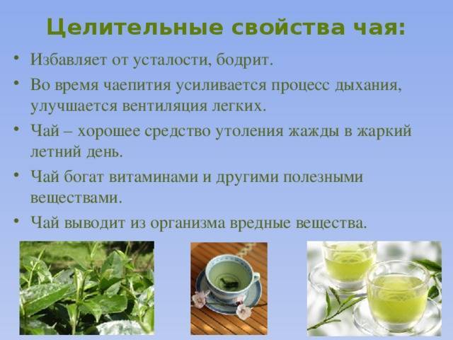 Зеленый чай: полезные свойства и противопоказания