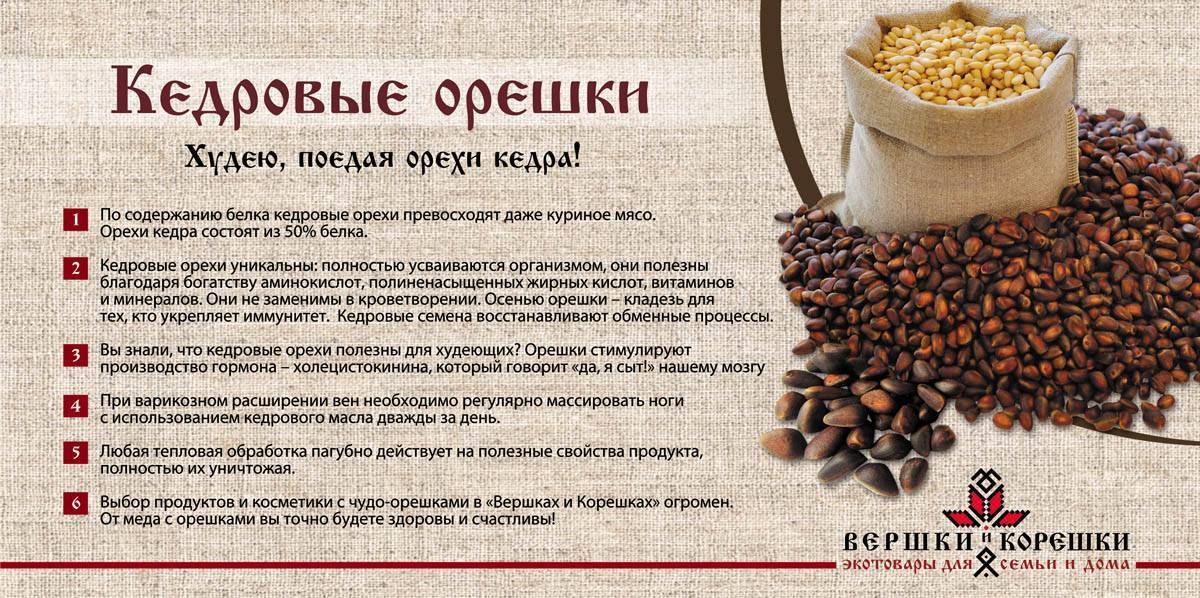«сибирские семена долголетия» или кедровые орехи: полезны или вредны? калорийность, свойства, польза и вред кедровых орехов