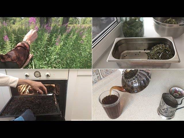 Иван чай: заготовка, ферментация, сушка в домашних условиях