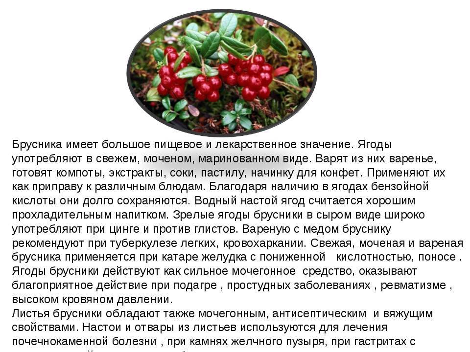 Польза и вред чая из брусничных листьев, ягод