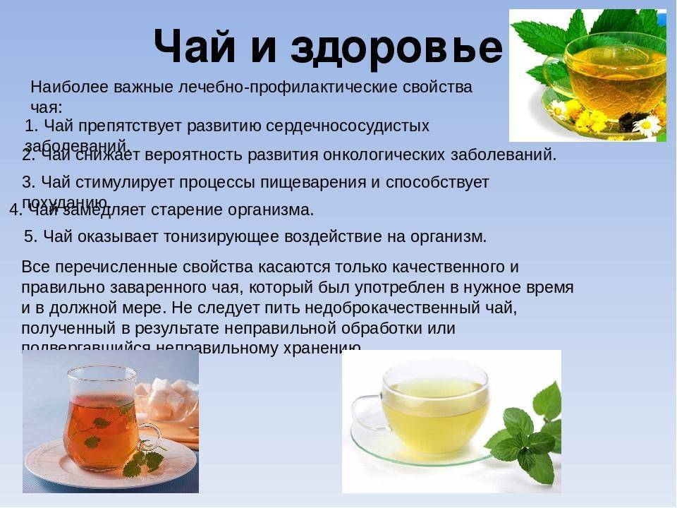Крепкий чай: полезные свойства и вред концентрированного напитка