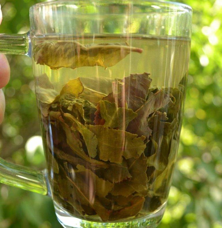 Чай из листьев смородины и правила его употребления