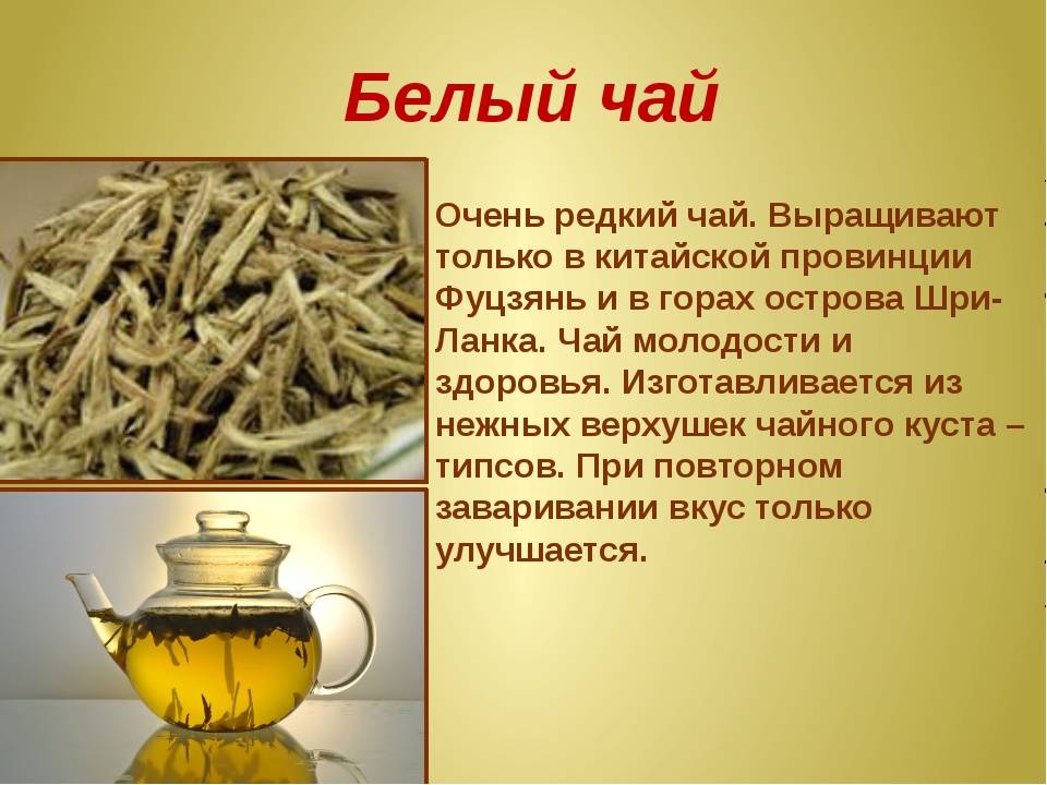 Белый чай: польза и вред, свойства, состав, как заваривать, виды