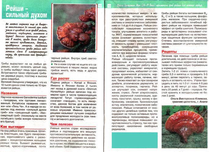Рейши - лечебные свойства и фото гриба, описание, противопоказания | трутовик лакированный