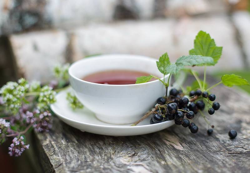 Чай из листьев смородины: польза и вред, рецепты