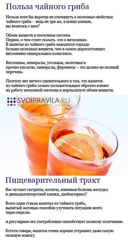 Чайный гриб: как ухаживать и употреблять, польза и вред :: syl.ru