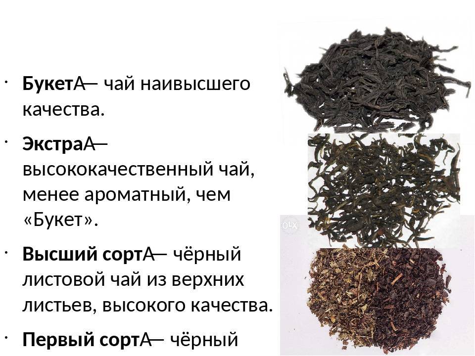 Какой чай лучше пить: черный или зеленый? подробный обзор сортов и их особенностей