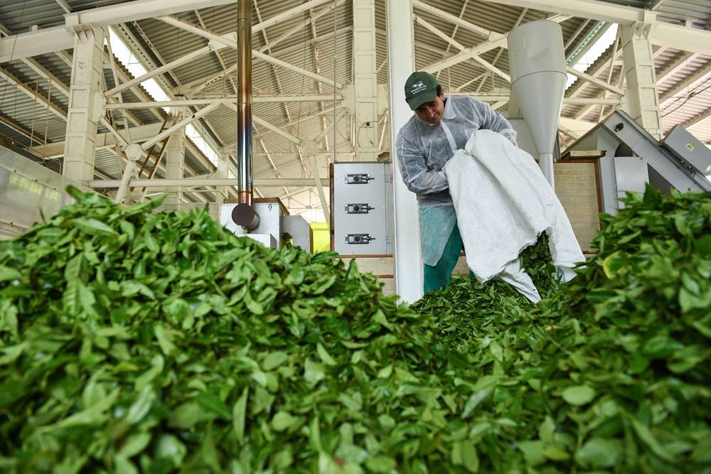 Чай выращивают в краснодарском крае белореченский