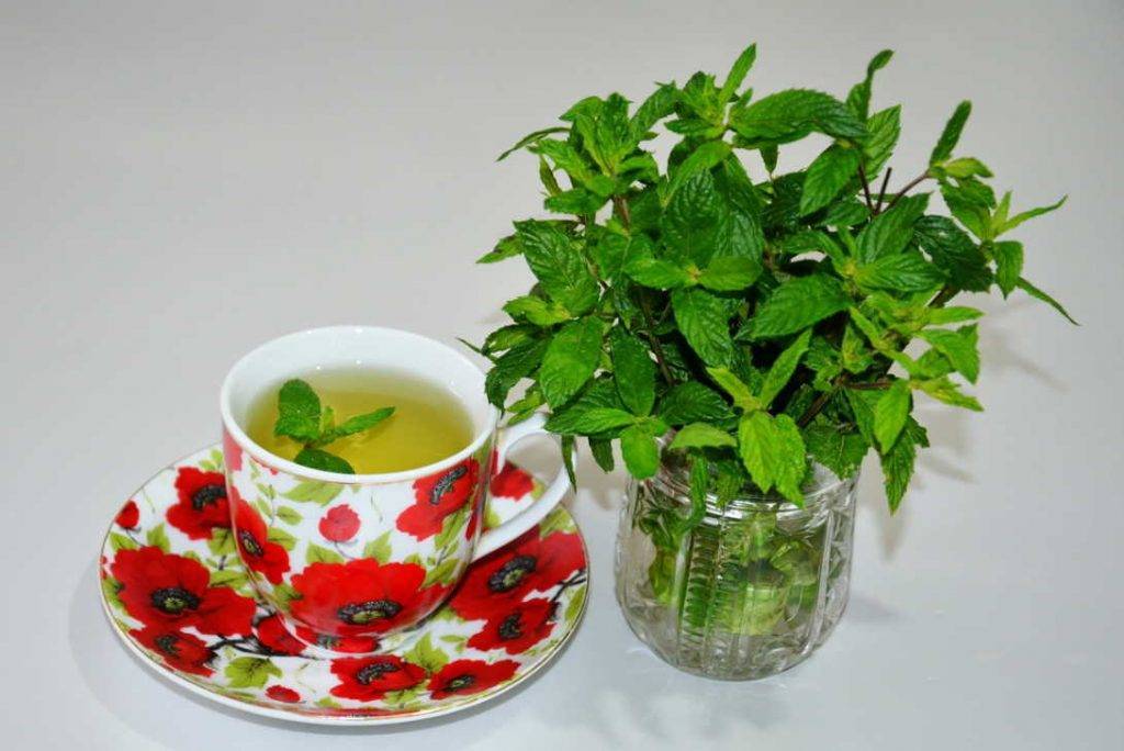 Зеленый чай с мятой: польза и вред, лучшие рецепты