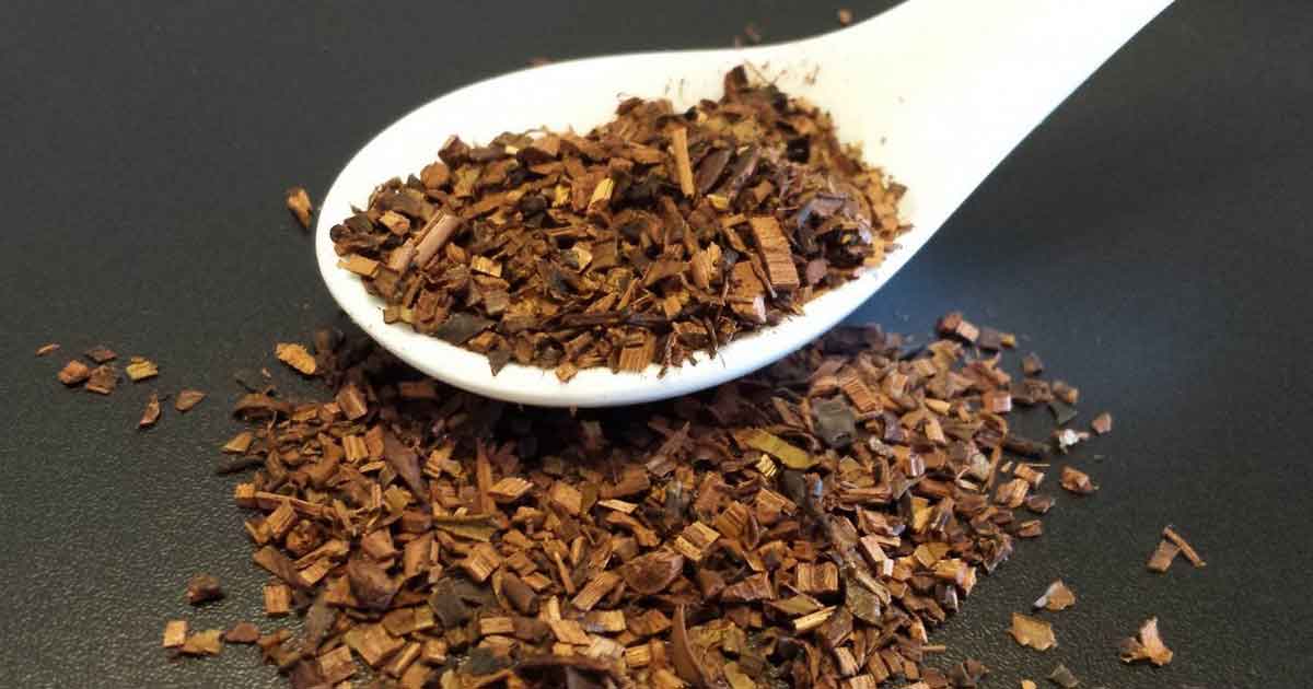 Чай ханибуш: полезные свойства и противопоказания