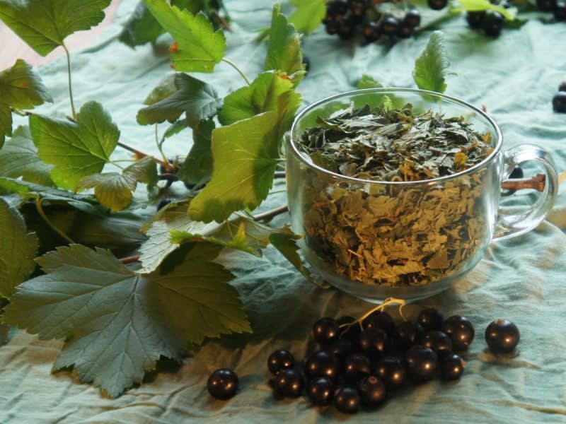 Полезный чай из ягод и листьев черной смородины
