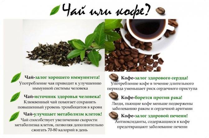 Чай или кофе: что лучше, сравнение вредных и полезных свойств, содержание кофеина