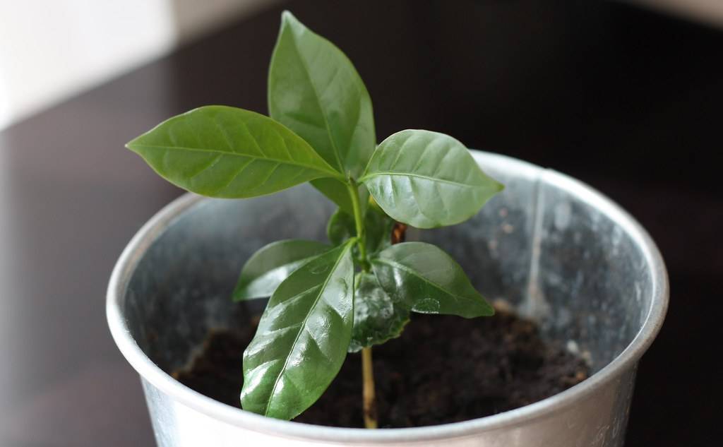 Уход за кофейным деревом в домашних условиях: важные правила