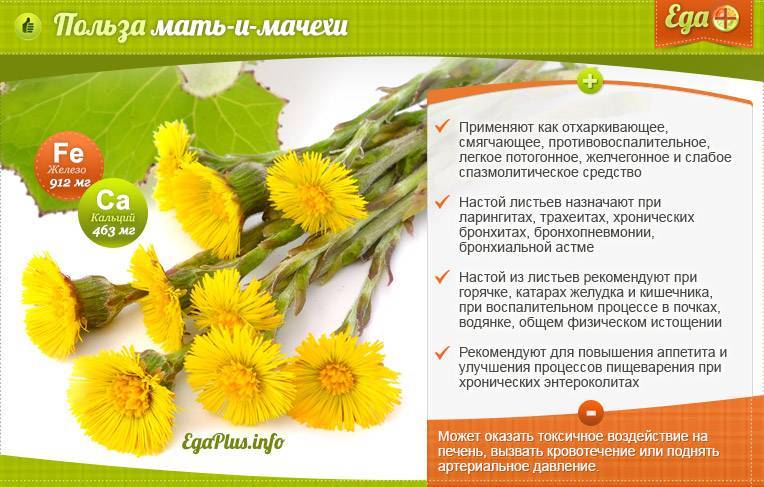 Мать-и-мачеха - лечебные свойства и противопоказания: инструкция по применению полезных цветов и листьев растения