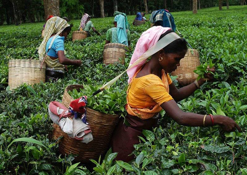 Секреты идеального чаепития или все об индийском чае