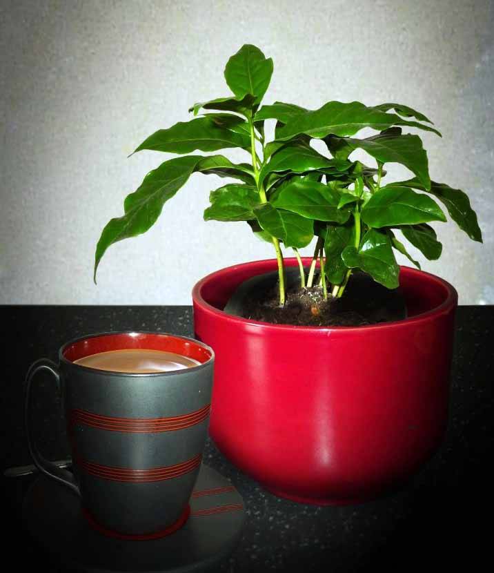 Кофе арабика: уход в домашних условиях, фото внешнего вида, размножение, пересадка и выращивание selo.guru — интернет портал о сельском хозяйстве